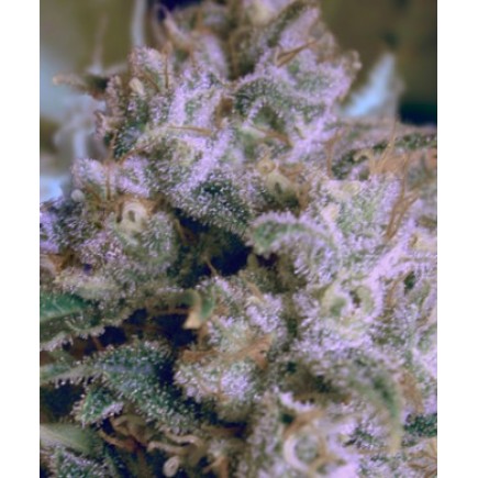 Chocolute F2 Regular